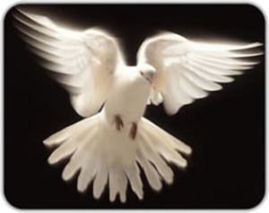 white dove peace